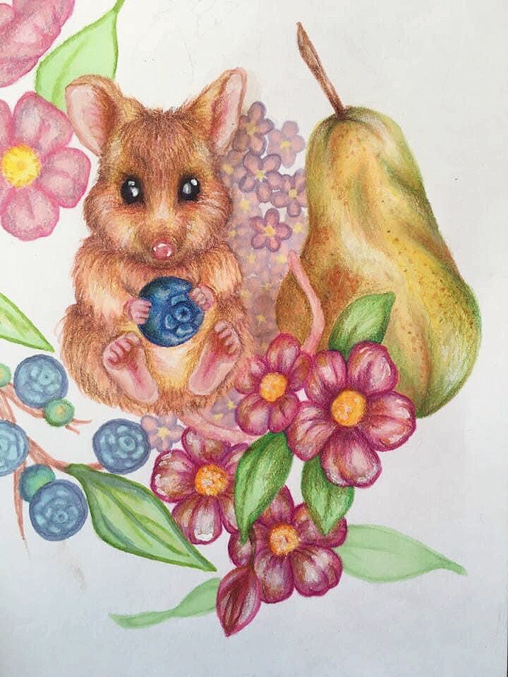 Colour pencils drawing of a hamster